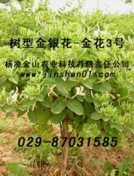 供应树型金银花 金花三号苗木